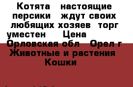 Котята - настоящие персики - ждут своих любящих хозяев, торг уместен)) › Цена ­ 4 000 - Орловская обл., Орел г. Животные и растения » Кошки   
